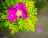 Petals