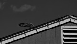 winging it