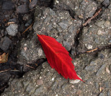 red