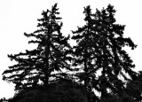 trees in B&W