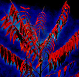 nature abstracted