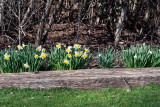 3376 dafodils.jpg
