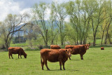 3477 Cattle.jpg