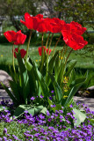 3499 tulips.jpg
