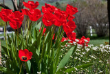 3502 tulips.jpg