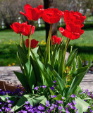3503 tulips.jpg