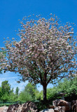 3555 Crabapple blossoms