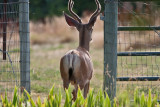 3738 Buck.jpg
