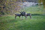 4005 Doe and her kids.jpg