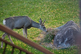4001 Young buck.jpg