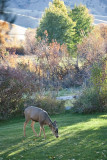 4007 Young buck.jpg