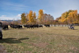 4073 Running of the bulls.jpg