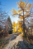 4095 Foliage.jpg