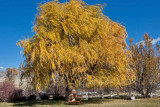 4111 Foliage.jpg