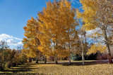 4112 Foliage.jpg