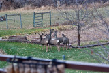 4138 Deer.jpg