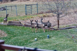 4139 Deer.jpg