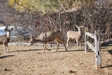 0201 Deer up close.jpg