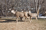 0202 Deer up close.jpg