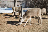 0207 Deer up close.jpg