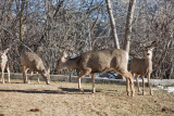 0208 Deer up close.jpg