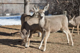 0209 Deer up close.jpg