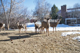 0211 Deer up close.jpg