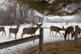 0237 Deer and snow