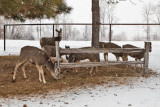 0244 Deer and snow