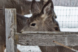 0245 Deer and snow