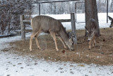 0246 Deer and snow