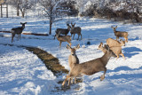 0252 Deer