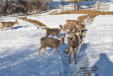 0254 Deer