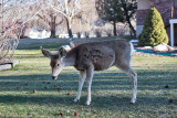 0525 Deer.jpg