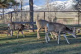 0530 Deer.jpg