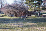0544 deer.jpg