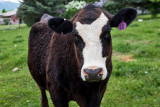 0896_Kids_and_cows.jpg