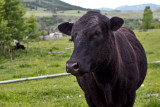 0898_Kids_and_cows.jpg