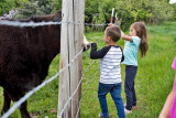 0899_Kids_and_cows.jpg