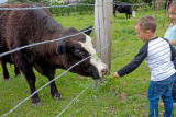 0902_Kids_and_cows.jpg