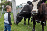 0908_Kids_and_cows.jpg