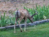 4390_Buck.jpg