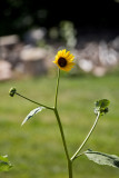 4402_sun_flower.jpg