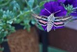 4464_Hummer_moth.jpg