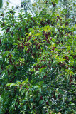 4474_Choke_cherries.jpg