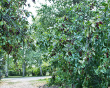 4475_Choke_cherries.jpg