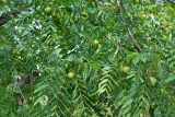 4477_Black_walnuts.jpg