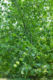 4478_Apples.jpg