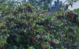 4483_Choke_cherries.jpg