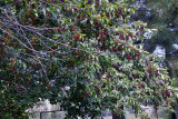 4484_Choke_cherries.jpg